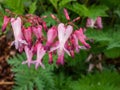 Macro shot of the opened and long shaped cluster of pink flowers of flowering plant wild or fringed bleeding-heart, turkey-corn