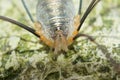 Macro shot of a Opilio canestrinii on a mossy surface