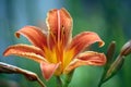 Macro Shot of an Orange Day Lily Flower and Buds Royalty Free Stock Photo