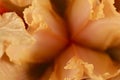 Macro shot of a orange iris