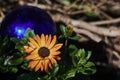 Macro shot of an orange marguerite Leucanthemum