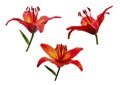 Macro closeup of a red lilies on a white background Royalty Free Stock Photo