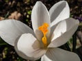 Macro shot of orange stamens and pistil of white crocus flower in early spring