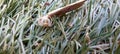 A macro shot of an orchid spider hiding under a chip of wood on an astro turf, Devon, UK