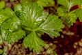 Macro shot of organic Celery Apium graveolens leaf.