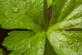 Macro shot of organic Celery Apium graveolens leaf.