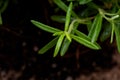 Macro shot of Organic Rosemary Plant stalks and leaves on black soil . Rosmarinus officinalis in the mint family Lamiace Royalty Free Stock Photo