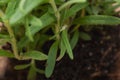 Macro shot of Organic Rosemary Plant stalks and leaves on black soil . Rosmarinus officinalis in the mint family Lamiace Royalty Free Stock Photo