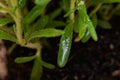 Macro shot of Organic Rosemary Plant stalks and leaves on black soil . Rosmarinus officinalis in the mint family Lamiace Royalty Free Stock Photo