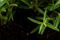 Macro shot of Organic Rosemary Plant stalks and leaves on black soil . Rosmarinus officinalis in the mint family Lamiace Royalty Free Stock Photo