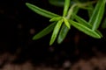 Macro shot of Organic Rosemary Plant stalks and leaves on black soil . Rosmarinus officinalis in the mint family Lamiace Royalty Free Stock Photo