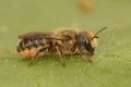 Macro shot of an Osmia niveata mason female bee on a leaf Royalty Free Stock Photo