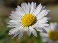 Macro shot of an oxeye daisy flower with a blurred field background behind