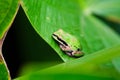 Macro shot of a Pacific tree frog sitting on a green leaf on an isolated background Royalty Free Stock Photo