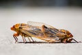 Macro shot of pair of yellow monday cicadas