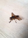 Macro shot of pale giant horse fly on wood