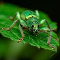 Macro shot of a pale green Weevil perched on a leaf Royalty Free Stock Photo