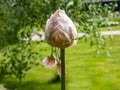 Macro shot of pale rose-pink flower bud of Allium tripedale with star-shaped or bell-shaped flowers in an umbel on a leafless stem Royalty Free Stock Photo