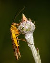 Macro shot of Panorpa communis, the common scorpionfly on a plant. Royalty Free Stock Photo