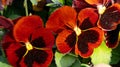 Macro shot of Pansy blossoms on a sunny day Royalty Free Stock Photo