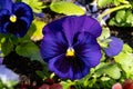 Macro shot of Pansy blossoms on a sunny day Royalty Free Stock Photo