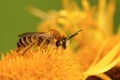 Macro shot of a Pantaloon male bee on a flower