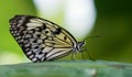 Macro shot of a paper kite butterfly (idea leuconoe) Royalty Free Stock Photo