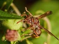 A wild Borneo Paper Wasp (Polistes sp.) macro shot taken outdoor at home backyard