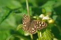 Macro shot of a Pararge aegeria butterfly on green leaf Royalty Free Stock Photo