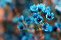 Macro shot of particularly enchanting blue wintersweet..