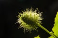 Macro shot of Passiflora foetida ,Fetid passionflower Royalty Free Stock Photo