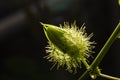 Macro shot of Passiflora foetida ,Fetid passionflower Royalty Free Stock Photo