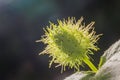 Macro shot of Passiflora foetida ,Fetid passionflower Royalty Free Stock Photo