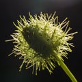 Macro shot of Passiflora foetida ,Fetid passionflower Royalty Free Stock Photo