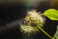 Macro shot of Passiflora foetida , Fetid passionflower Royalty Free Stock Photo