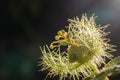 Macro shot of Passiflora foetida ,Fetid passionflower Royalty Free Stock Photo