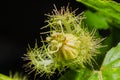 Macro shot of Passiflora foetida ,Fetid passionflower