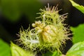 Macro shot of Passiflora foetida ,Fetid passionflower Royalty Free Stock Photo