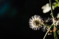 Macro shot of Passiflora foetida ,Fetid passionflower Royalty Free Stock Photo