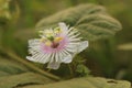 Macro shot of a Passiflora foetida or Stinking passionflower surrounded by green leaves