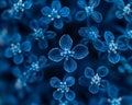 Macro shot of blue hydrangea inflorescence in closeup Royalty Free Stock Photo