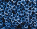 Macro shot of blue hydrangea inflorescence in closeup Royalty Free Stock Photo