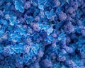 Macro shot of blue hydrangea inflorescence in closeup Royalty Free Stock Photo