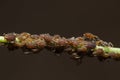 Macro shot of Pea aphids (Aphis craccivora) on a green stem Royalty Free Stock Photo