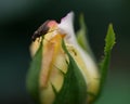 Macro shot of the Peace rose, formally Rosa `Madame A. Meilland`. Bud of garden hybrid tea rose with fly Royalty Free Stock Photo