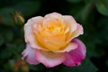 Macro shot of the Peace rose, formally Rosa `Madame A. Meilland`. Bud of garden hybrid tea rose