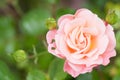 Macro shot of peach rose with buds against a green background - perfect for wallpap Royalty Free Stock Photo