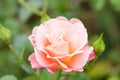 Macro shot of peach rose with buds against a green background - perfect for wallpaper Royalty Free Stock Photo