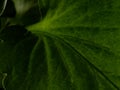 Macro shot of a pelargonium leaf - for background and texture Royalty Free Stock Photo