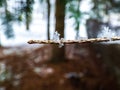 Macro shot of perfect, distinct real geometrical snowflake  on a tree branch with forest and snow background Royalty Free Stock Photo